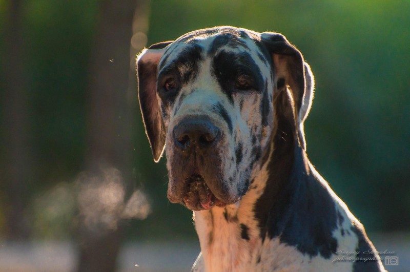 Сергей Шмаков-фотограф (Разное) 12 октября 2015.jpg